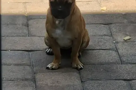 Lost: Luna, Fawn Chi-Pug, 6 Months, Microchipped