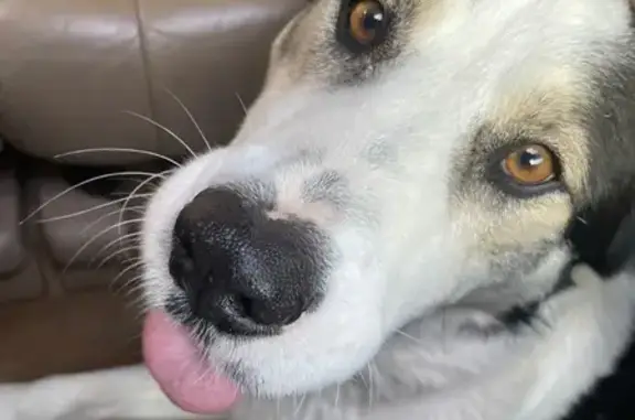 Lost Dog with Pink Tail: Sycamore Dr.