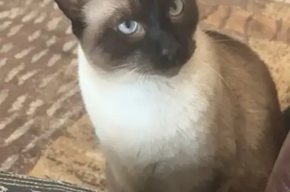 Missing cat Lake Elsinore, photo: Lost Cat: Bella, 15, Lake Elsinore