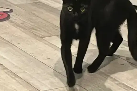 Found pets , photo: Friendly Black Cat Found in Brooklyn