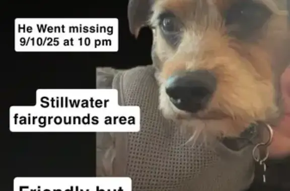 Lost and found pets Stillwater, photo: Lost Yorkie-Lookalike on Old Bumpy Rd