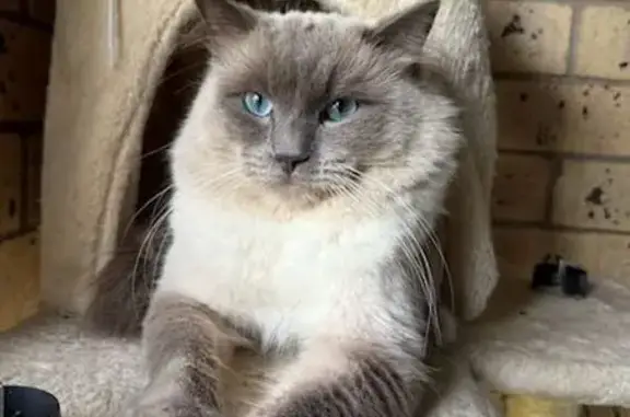 Lost Ragdoll Cat: Blue Eyes in Toowoomba