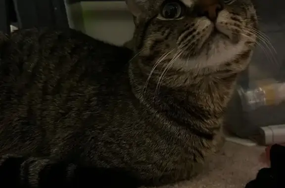 Missing cat Minnesota Lake, photo: Lost Gray & Black Cat in St. Joseph, MN