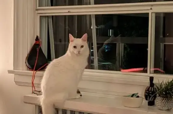 Help Find Moonshine: Deaf, Shy White Cat