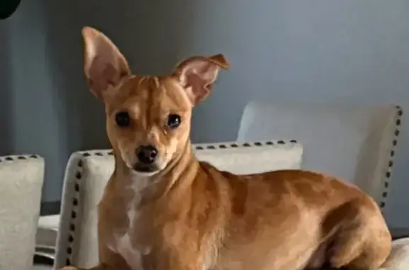 Lost Min Pin: Watson on West Payson Rd