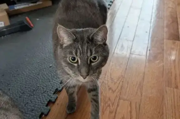 Lost Gray Cat: Friendly, Yellow-Eyed
