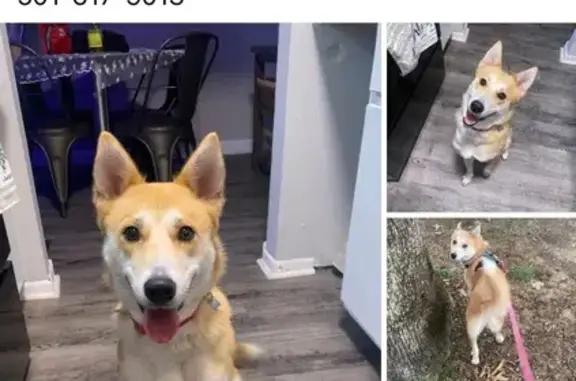 Lost Dog: Timid, Star & Moon Collar