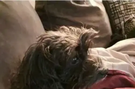 Lost Dog: 12-Year-Old, Black & White, Cherry Valley