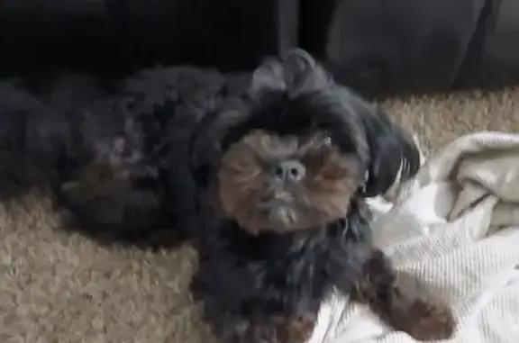 Lost Shih Tzu: Black, Underbite, Tucson