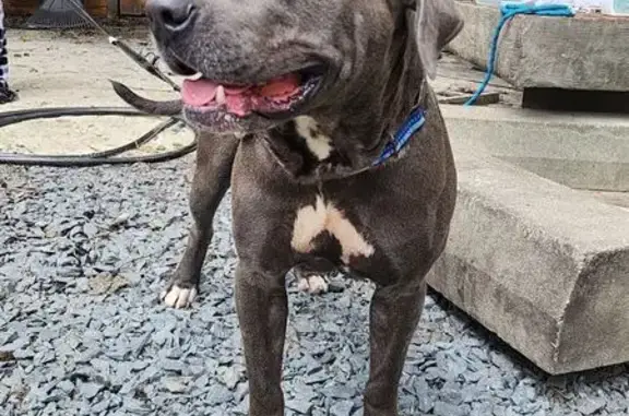 Lost and found pets Leland, photo: Help Find Our Sweet Pit Mix in Leland!