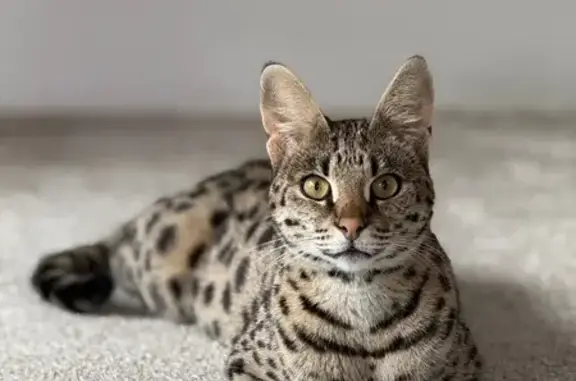 Missing cat , photo: Unique Spotted Cat Lost in Cherry Hill