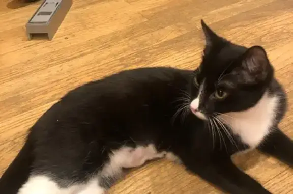 Lost Tuxedo Cat: Tremont St, Winchester