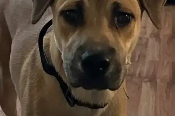 Lost Tan Dog with Black Collar - Paragould