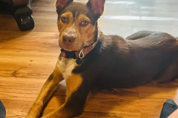 Lost Dog: Chocolate & Tan in Paragould