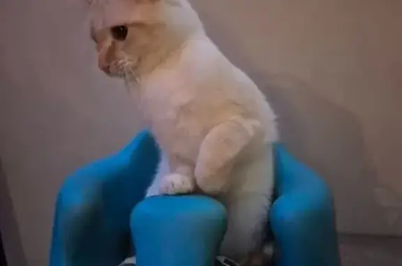Lost pets Champaign, photo: Lost Flame Point Siamese on West Hill