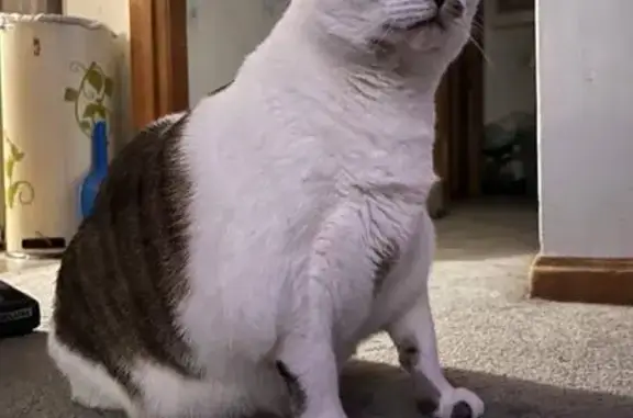 Lost: Large White Cat with Brown Spots