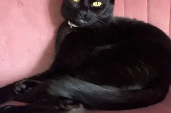 Friendly Black Cat Lost on Kendrick Dr