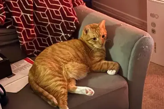 Lost: Orange Tabby with Stumpy Tail