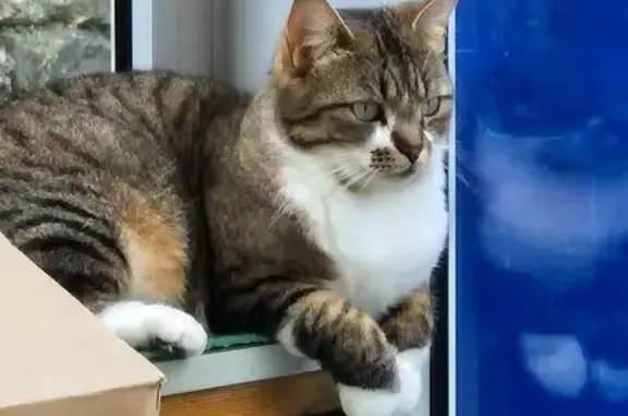 Chat tigré marron/blanc perdu à Foussignac - photo