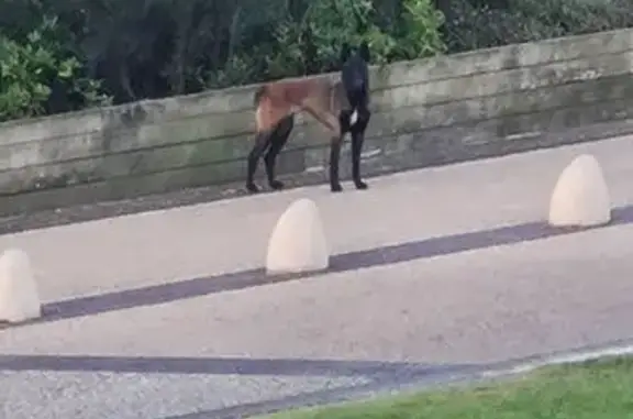 Chien seul hurlant trouvé à Biscarrosse - photo