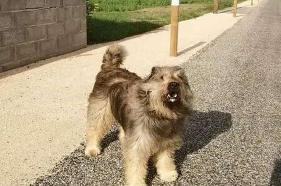 Chien marron clair trouvé, Fontenilles - photo