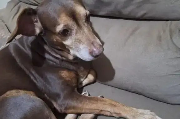 cachorro desaparecida