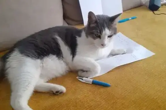 Chat perdu avec oreille tatouée 118ren - photo