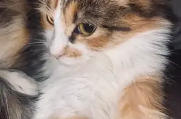 Chat perdu, Laroque-Timbaut, photo: Chatte tricolore perdue à Laroque-Timbaut