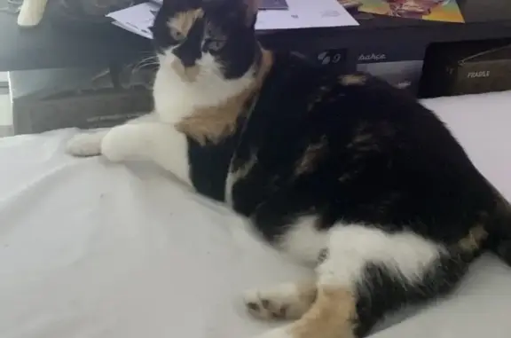 Chat perdu, La Membrolle-sur-Choisille, photo: Chatte tricolore perdue à La Membrolle