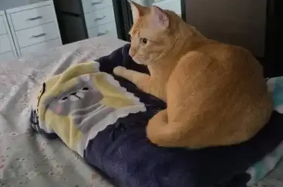Missing cat , photo: Lost: Timid Ginger Cat in Singapore