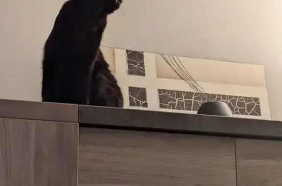 Chat noir adulte perdu à Montpellier - photo