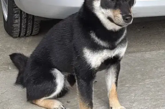 Chien perdu Eysines, photo : Shiba Inu noir perdu à Eysines