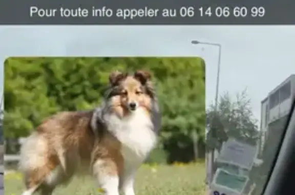 Chien perdu, craintif, Rue Victor Hugo - photo
