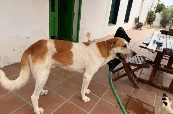 Perro Perdido en Almansa: Blanco y Canela