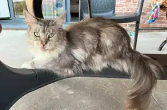 Maine Coon perdue Chemin Saint-Adrien - photo