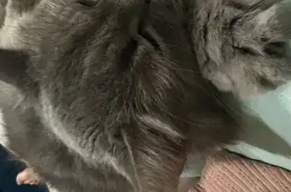 Animaux perdus Caëstre, photo: Perdu : Chatte grise sourde à Caëstre