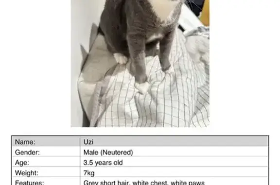 Lost cat, Georges River Council