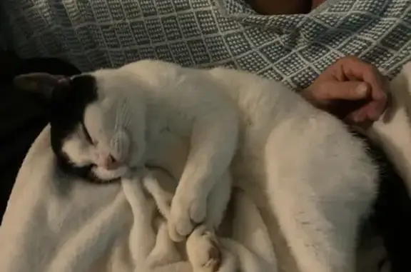 Jeune chat mâle perdu à Niort - photo