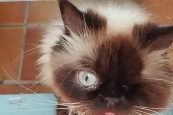 Chatte disparue à Aucamville - photo