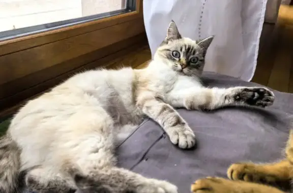 Chat perdu, Éloyes, photo: Chatte perdue, blanc crème, collier gris