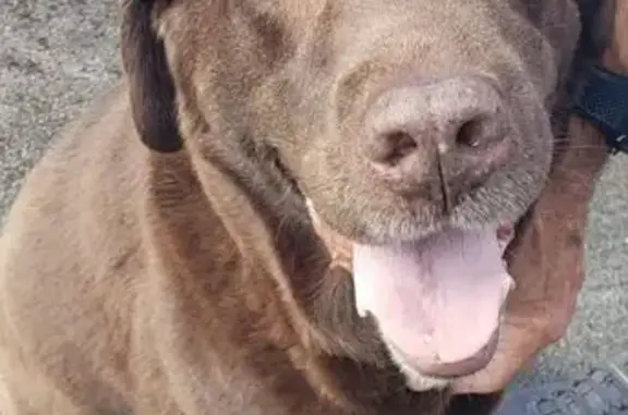 Chien perdu Urrugne, photo : Chien perdu: Labrador chocolat, Urrugne