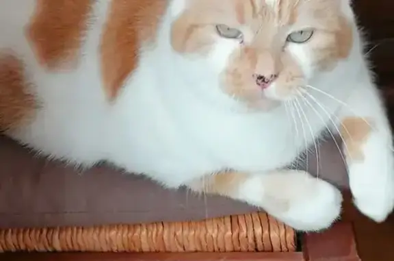 Chat perdu, , photo: Chatte perdue, blanche et rousse, Le Malesherbois