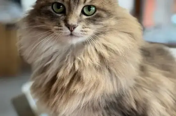 Chat perdu, Riorges, photo: Chatte angora grise perdue à Riorges