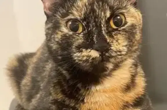 Animaux perdus , photo: Chat perdue, miaule, Wolschheim, Grand Est