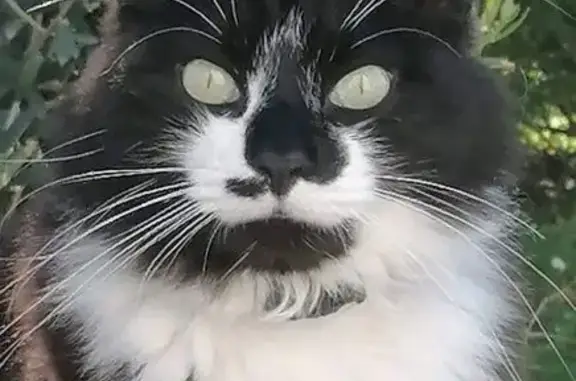 Animaux perdus Le Croisic, photo: Chat perdu : Noir et blanc, peureux, Le Croisic