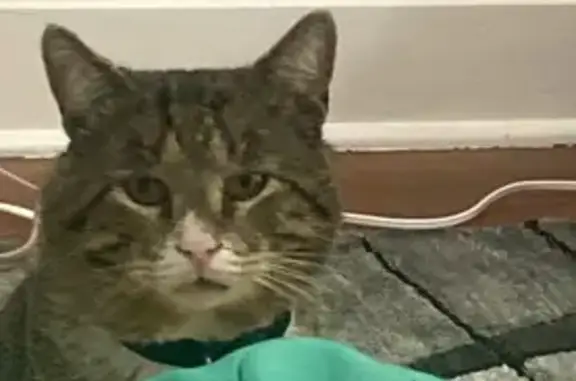 Missing cat , photo: Lost Tabby Cat 'Ale' in Fort Lee Area