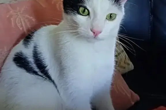 Chat perdu : Bounty, blanc et noir, Esson - photo