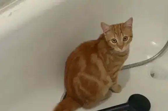 Chat perdu, Avignon, photo: Chatte rousse perdue, cicatrice flanc droit
