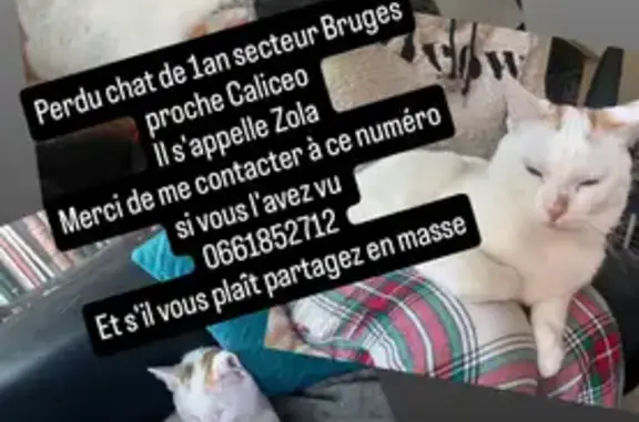 Animaux perdus Bruges, photo: Chat blanc perdu, queue rousse, Bruges
