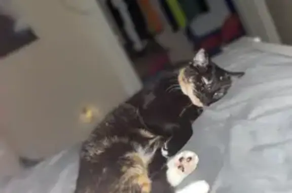 Friendly Cat Lost on 65th St NW, Bradenton